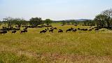 TANZANIA - Serengeti National Park - Migrazione Gnu - 16